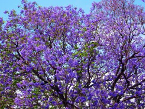 Photo of Jacaranda Tree Flowers Photo Credit Miheco on Flickr