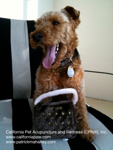 Photo of Cardiff Loves his Chewy Vuitton Toy