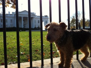 Photo of I Am Here the White House to See Bo Obama