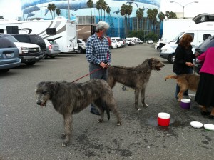 Photo of Irish Wolfhounds Outside Long Beach Convention Center