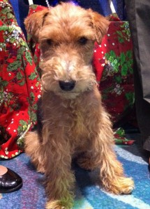 Photo of Agatha Christie the Welsh Terrier