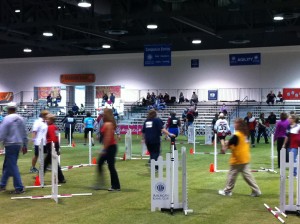 Photo of Humans Take on the Canine Agility Course
