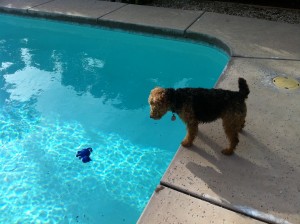 Photo of Cardiff Stares at His Kitty Toy in the Pool