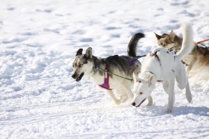 Photo of Sled Dogs in Action