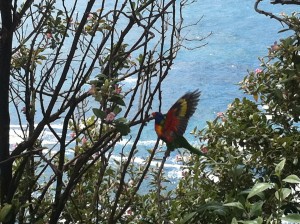 Phot of Wild Autsralian Parrot of Boni Beach