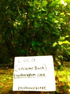 Photo of Coca Cocaine Plant