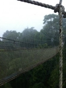 Photo of Spider Web Rainforest Walk Peru