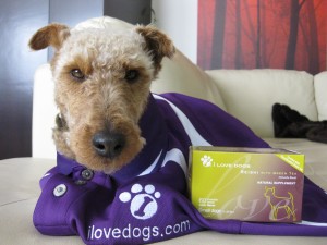 Photo of Cardiff Thanks I Love Dogs Supplements for Augmenting His Health