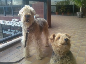 Photo of Cardiff and Dexter Airedale Terrier