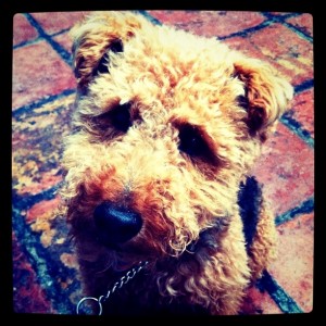 Photo of Cardiff Brick Patio Welsh Terrier