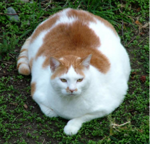 Photo of Obese Orange White Cat