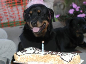 Photo of Trixie Birthday Cake