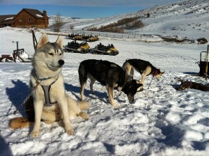 Photo of Sled Dogs Park City Utah
