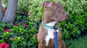 Photo of Patrick the Pit Bull Recovered and Healthy