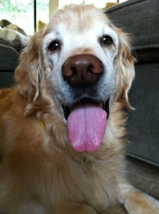 Photo of Riley Shows off his Big Pink Tongue with a Cleft in the Tip