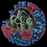 Photo of 2009 H1N1 Influenza Virus Photo Credit CDC