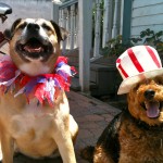 Photo of Happy Dogs Ready for a Fun Memorial Day Weekend