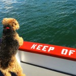Photo of Cardiff Red Keep Off Sign Boat