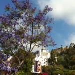 Photo of Flowering Jacaranda Tree Frames the Famed Chateau Marmont Hotel