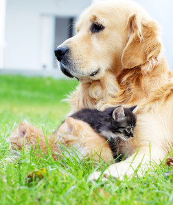 dog-and-little-cats-together-2
