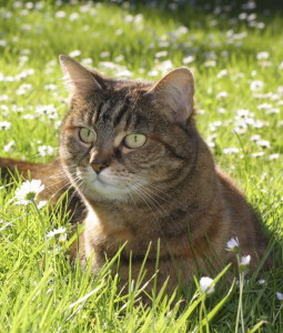 beauty-domestic-cat-on-grass-2