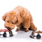 dog-healthy-grade-food-508059198