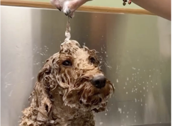 Dr. Patrick Mahaney Weighs In On Pet Shampoo Ingredient Health Concerns for Dogster