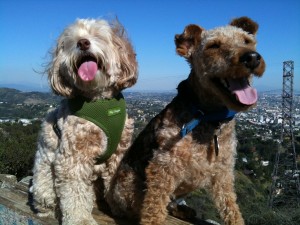 Photo of Lucia and I perched above Los Angeles