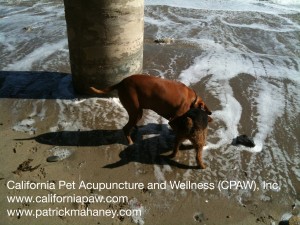 Photo Of Puma And I Play Tug Of War For The Squeaky Toy