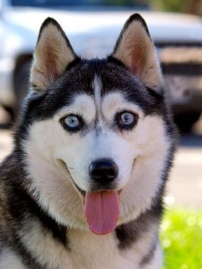 Photo of Swell showing her beautiful yet unhealthy eyes