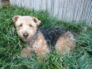 Photo of I love to lay in the cool Mondo grass