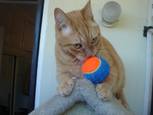 Photo of Mango and His Kitty Ball