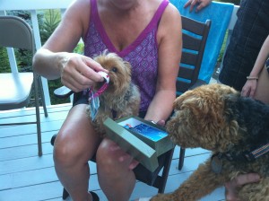 Photo of Cameo Checks Out Her New Collar and I Love Dogs Supplements