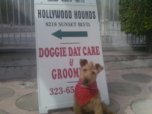 Mohawk Hollywood Hounds Sign Photo of Mohawk Hollywood Hounds Sign