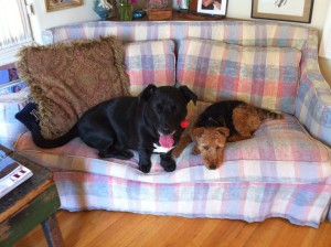 Photo of Oscar and I Lounge on His Couch