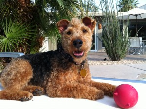 Photo of Healthy Cardiff Lounges Pool Side with Mr Martian Toy