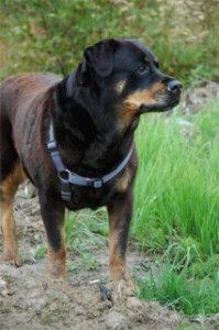 Photo of Jasmine Rottweiler Jana Rade