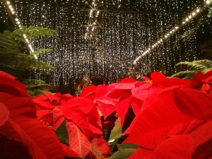 Poinsettia Longwood Gardens Photo of Poinsettia Longwood Gardens