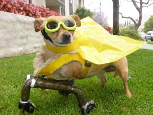 Photo of Binky the Superdog Sporting Cool Glasses Cape and Wheels