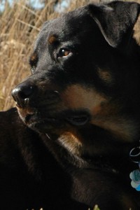 Jasmine the Rottweiler Photo of Jasmine the Rottweiler