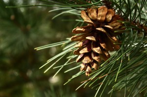 Photo of Pine Needles and Cone Creative Commons xmoto3