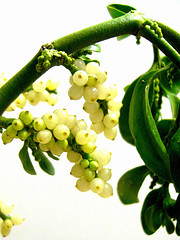 Photo of Mistletoe Creative Commons Darwin Bell