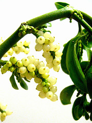 Mistletoe Creative Commons Darwin Bell Photo of Mistletoe Creative Commons Darwin Bell