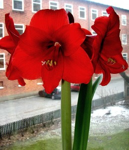 Photo of Amaryllis Flower Photo Credit Creative Commons Per Ola Wilberg