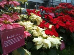 Photo of Poinsettia White Red