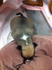 Photo of Saving Spot Dog Rescue Puppy Black White Brown