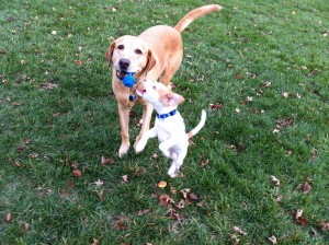 Photo of Riley Gets Airborne Trying to Steal the Toy from Spencer