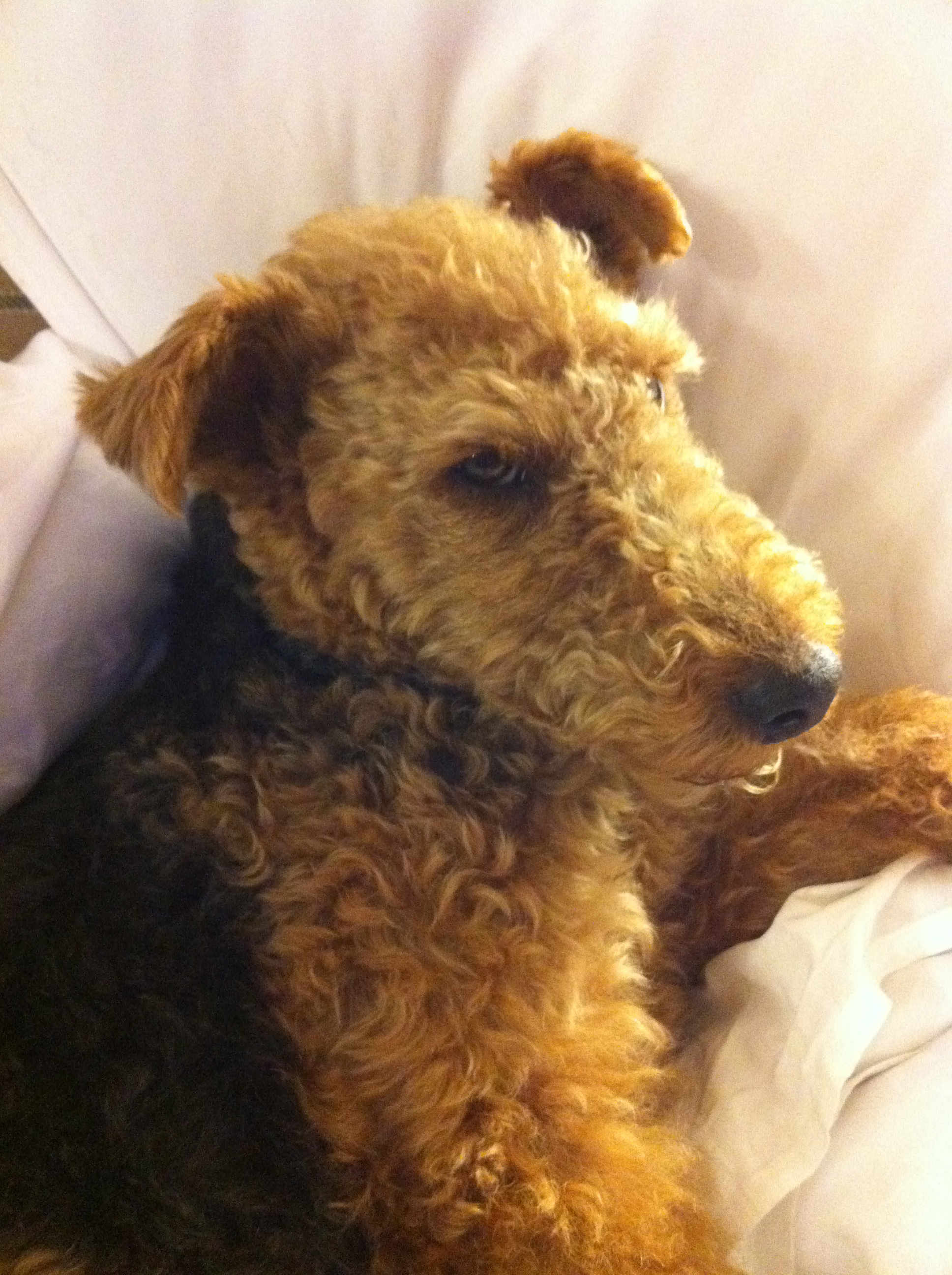 welsh terrier stuffed animal