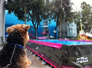 Photo of Flying Leap Into the Pool