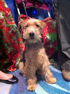 Photo of Agatha Christie Welsh Terrier